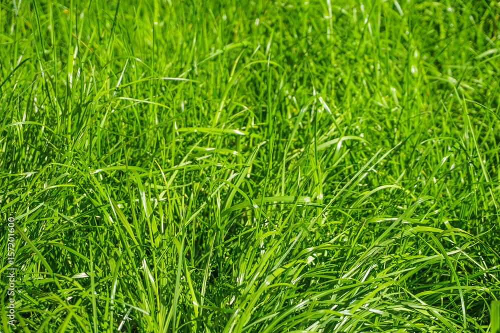 Lush Grass Background Lush Grass Background