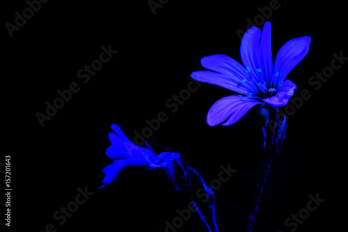 Wallpaper Mural White flower by ultraviolet light Torontodigital.ca