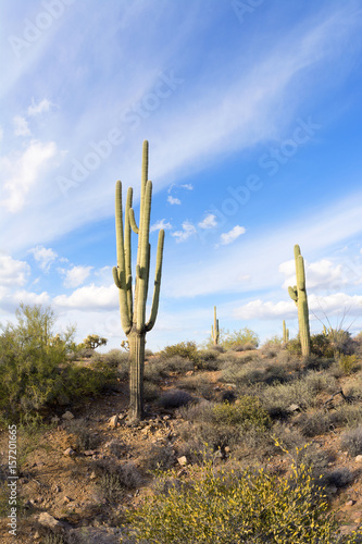 Saguaro cactus in desert © cherylvb