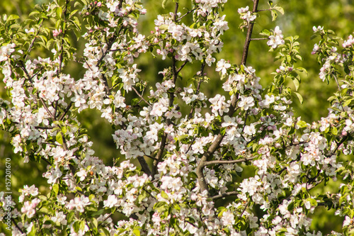 Spring blossom: branch of a blossoming apple tree on garden background.