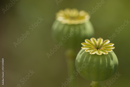 Photography Capsules and flowers of opium poppy, Papaver somniferum