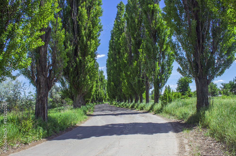 The road between the poplar trees on a summer day