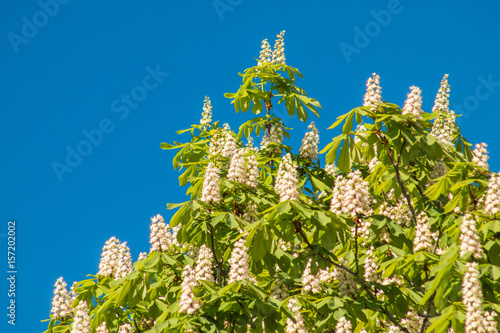 Flowering chestnut tree on blue sky background. photo