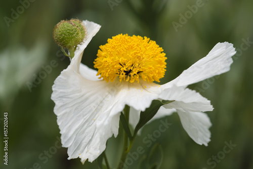 Fototapeta Naklejka Na Ścianę i Meble -  Closeup of white Romneya coulteri flower
