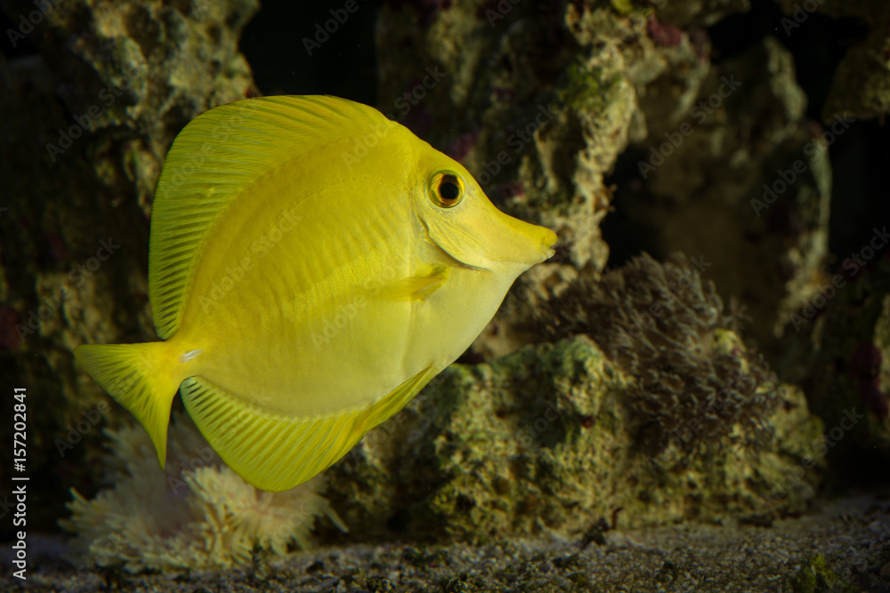Side view of yellow tang fish in front of corals and live rocks with yellow anemone and xenia Side view of yellow tang fish in front of corals and live rocks with yellow anemone and xenia