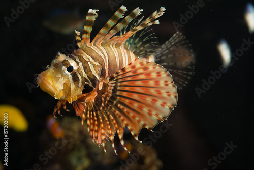 Dangerous and posionous lion fish in marine aquarium, underwater danger for divers photo