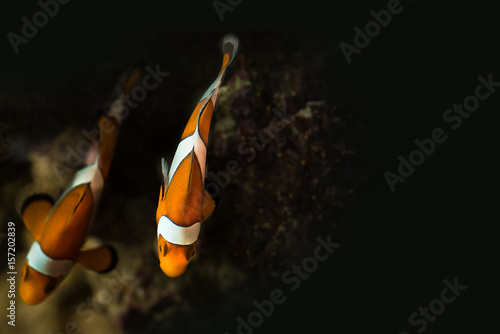 Two clown fishes in saltwater aquarium top view