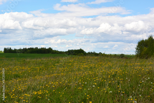 Beautiful countryside landscape: a field of blooming yellow dandelions against a blue sky with clouds, nature 