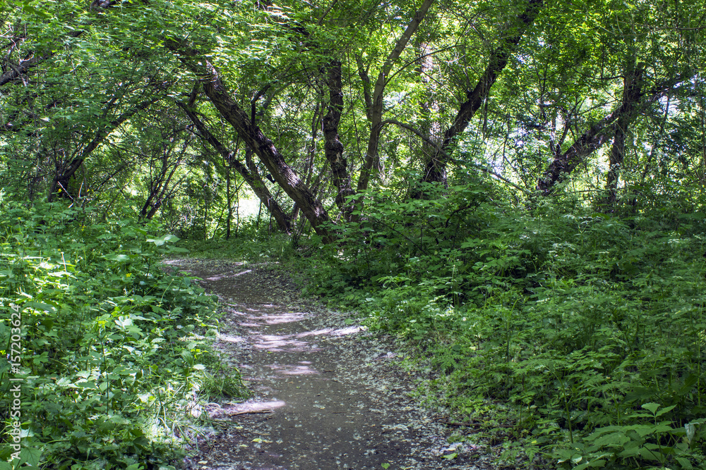 Obraz premium Path walking through the forest