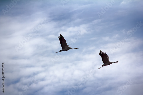 Gray Crane (common crane, Grus grus), pair photo