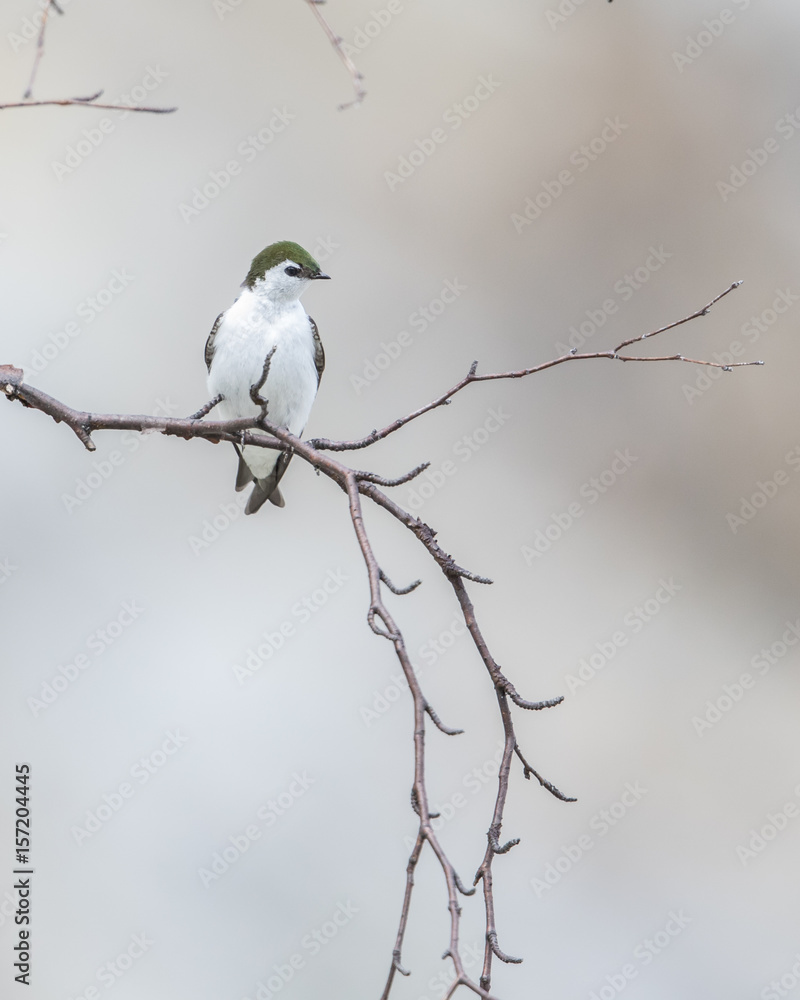 Violet-green Swallow Violet-green Swallow