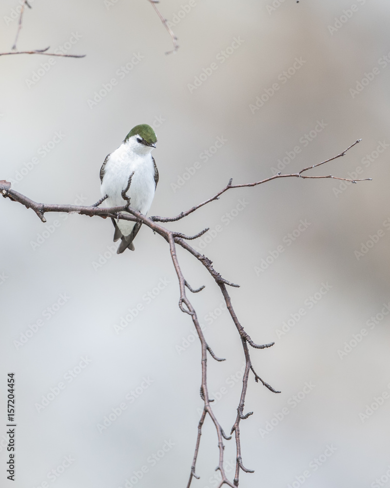 Violet-green Swallow