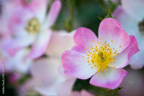 Rose - Ballerina