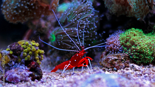 Lysmata Debelius - Red Fire Shrimp 