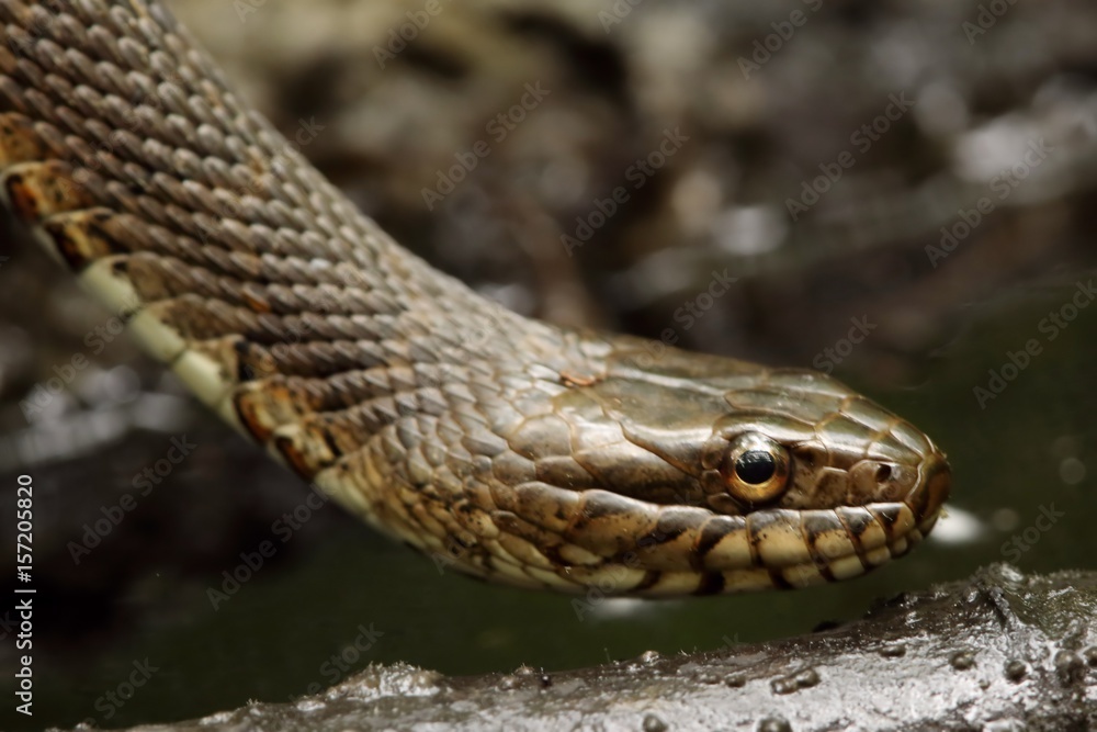 Northern Water Snake (nerodia sipedon) Northern Water Snake (nerodia sipedon)
