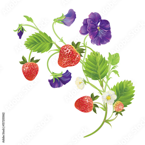 beautiful heartsease . vector illustration of a realistic