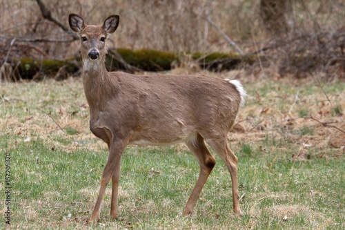 White-tailed Deer Doe