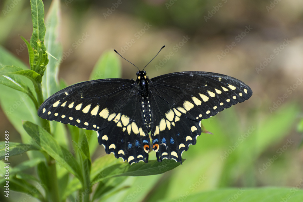 Closeup of a beautiful Black Swallowtail Butterfly Closeup of a beautiful Black Swallowtail Butterfly