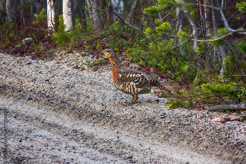 capercailye (Tetrao urogallus) out on gravel road photo