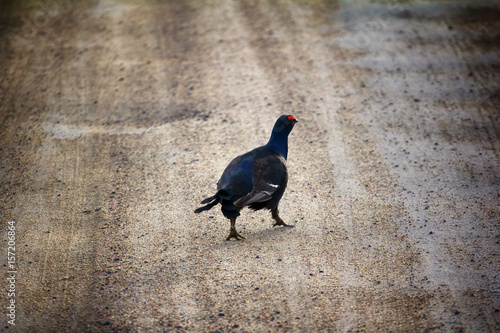 capercailye (Tetrao urogallus) out on gravel road photo