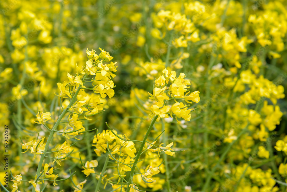 Canola flower on blurred background Canola flower on blurred background