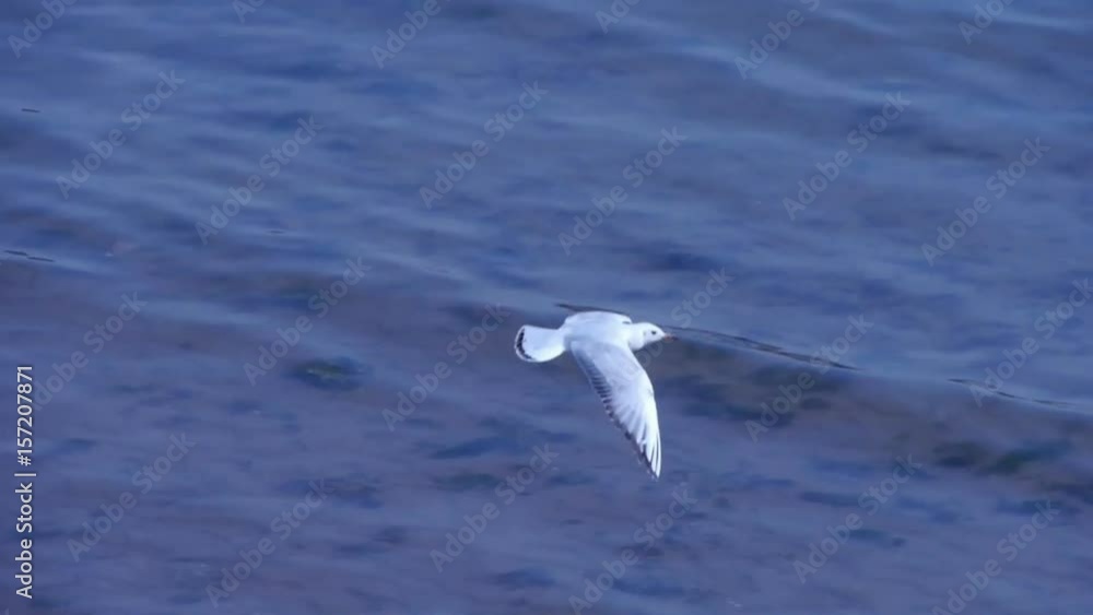 Capture a seagull flying into flock.Many seagull flying in sea beach.
