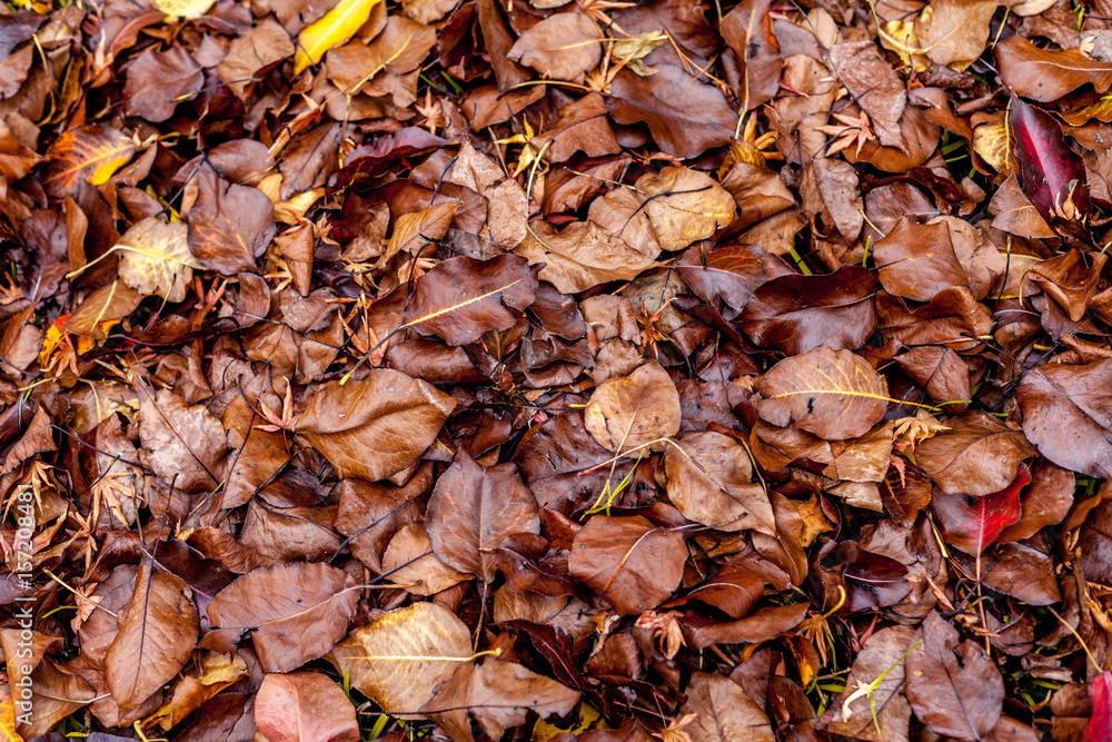 Autumn Leaves Autumn Leaves
