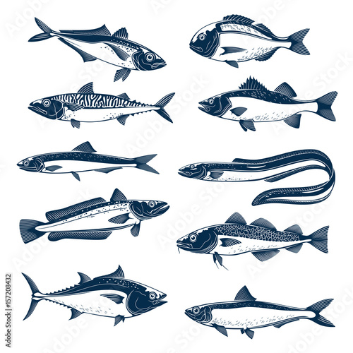 Sea fish icon set for seafood and fishing design