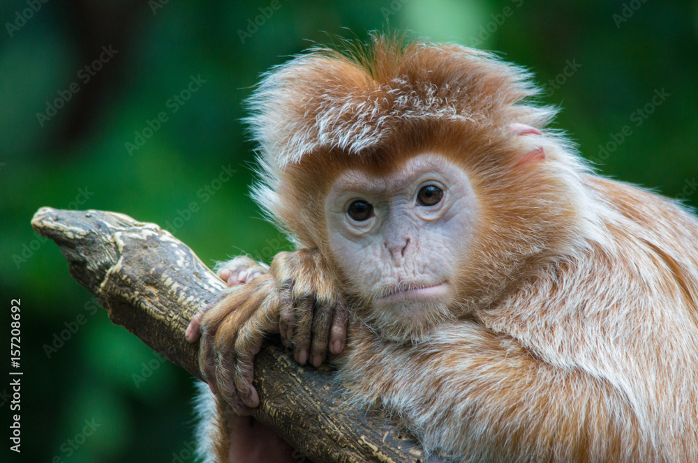 Fototapeta premium Ebony Langur Monkey
