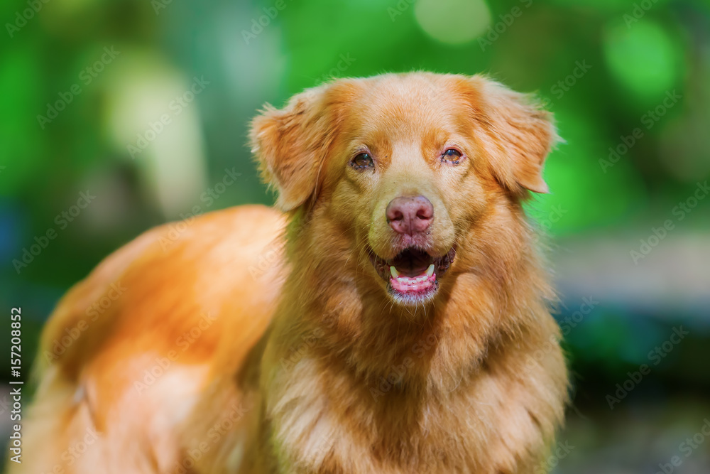 Nova Scotia Duck Tolling Retriever in the forest Nova Scotia Duck Tolling Retriever in the forest
