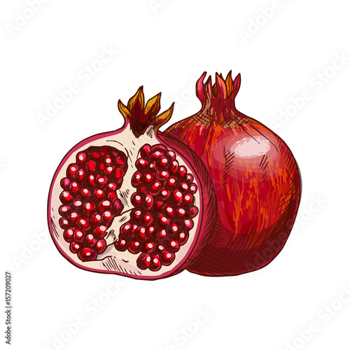 Pomegranate fruit isolated sketch for food design