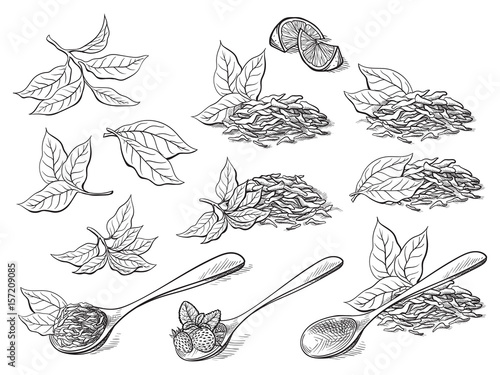 Collection of tea leaves. Green, black, Pekoe tea in graphic style, hand-drawn vector illustration