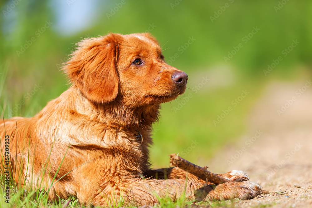 portrait of a Nova Scotia Duck Tolling Retriever portrait of a Nova Scotia Duck Tolling Retriever