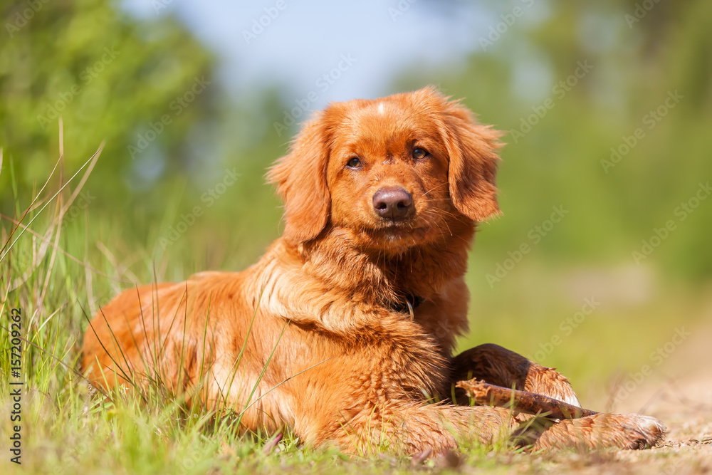 Obraz premium portrait of a Nova Scotia Duck Tolling Retriever