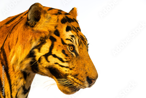 Fototapeta Naklejka Na Ścianę i Meble -  Portrait of tiger, tiger face.isolated on white background with clipping path.