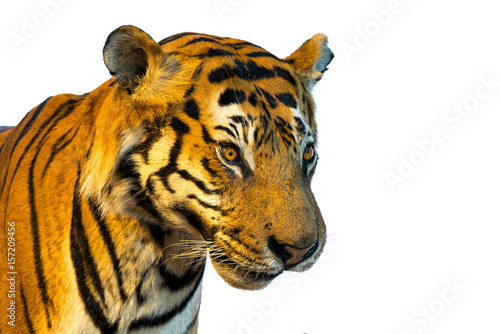 Fototapeta Naklejka Na Ścianę i Meble -  Portrait of tiger, tiger face.isolated on white background with clipping path.