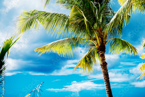 Beautiful palm tree on a paradise island with clear blue sky in the background.