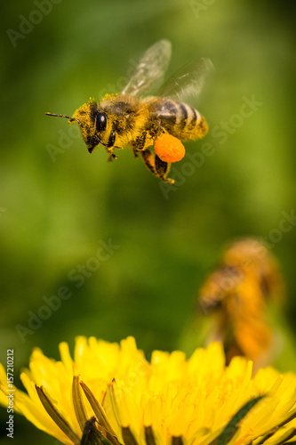 honey bee with pollen bags in flight approaching a dandelion © Thomas