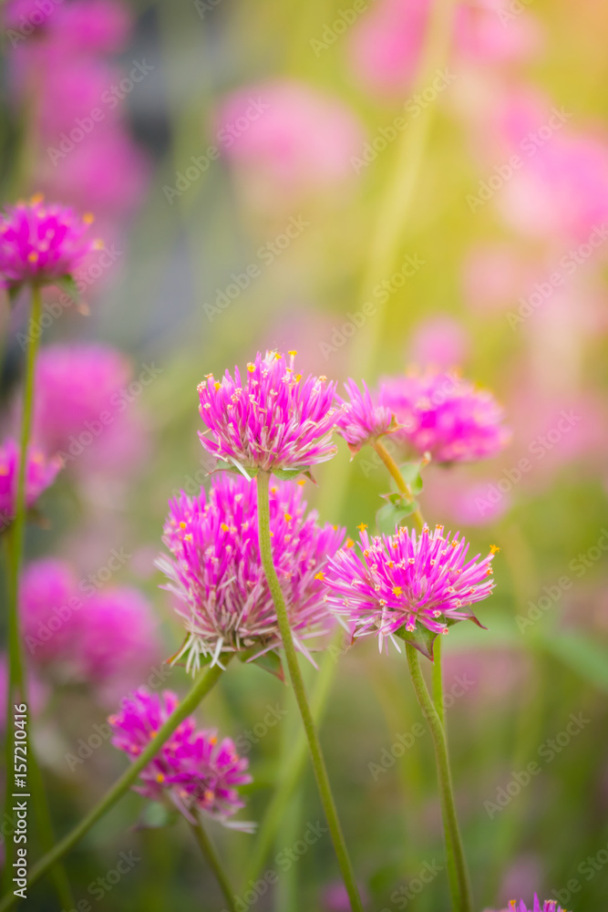 The background image of the colorful flowers The background image of the colorful flowers