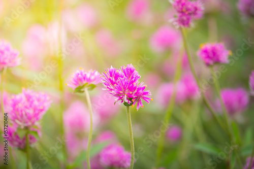 The background image of the colorful flowers © teerawit