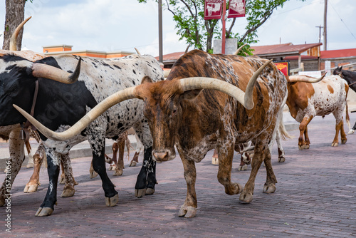 Fort Worth Texas Longhorn Cattle Drive photo