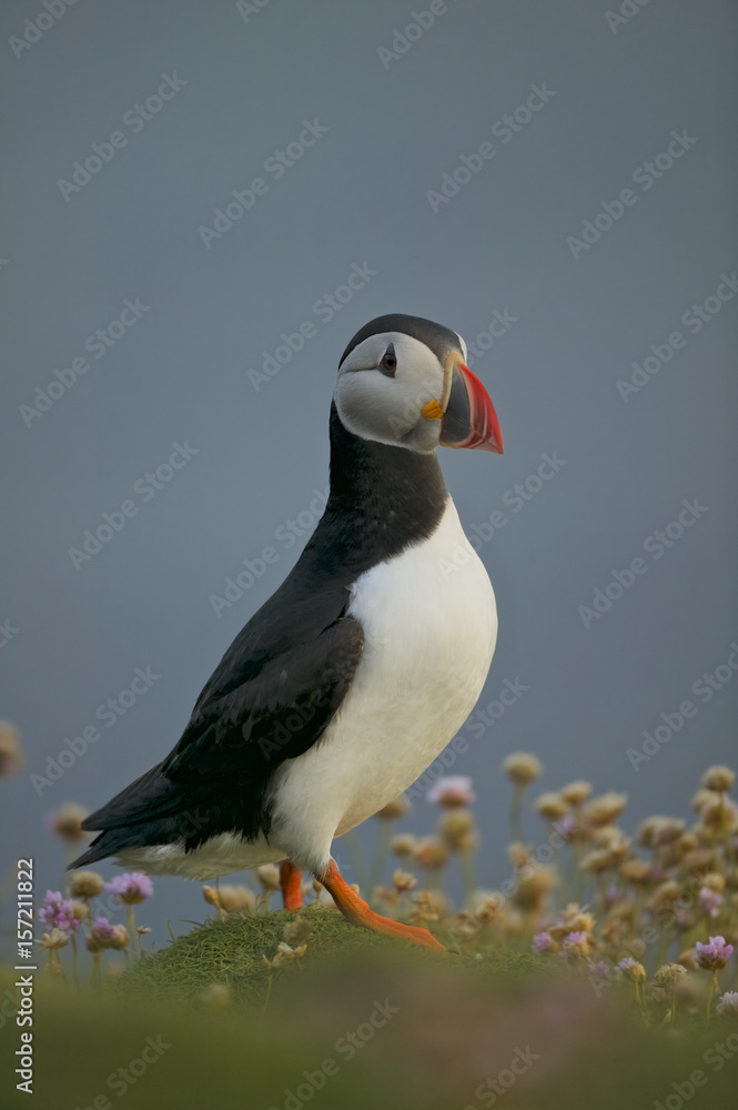 Naklejka premium Atlantic Puffin (Fratercula arctica)