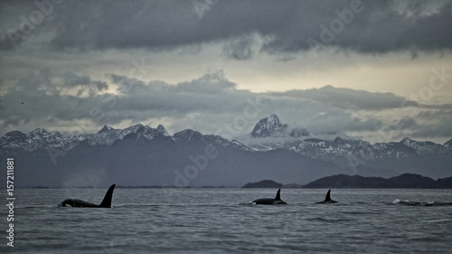 Orca (Orcinus orca) killer whale, Tysfjord, arctic Norway.