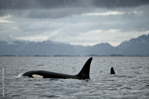 Orca (Orcinus orca) killer whale, Tysfjord, arctic Norway.