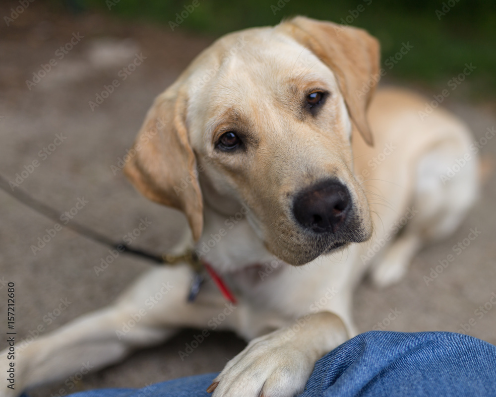 A yellow labrador retriever looks curiously at the camera A yellow labrador retriever looks curiously at the camera
