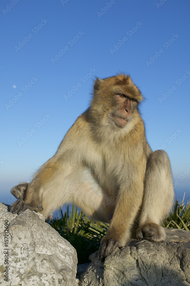 Naklejka premium Barabry Ape (Macaca sylvana)