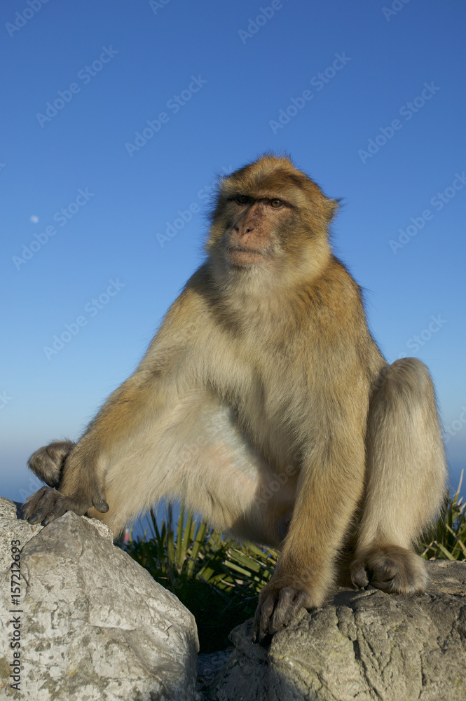 Fototapeta premium Barabry Ape (Macaca sylvana)