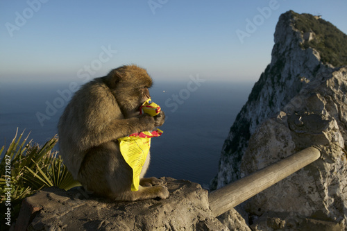 Barabry Ape (Macaca sylvana) photo