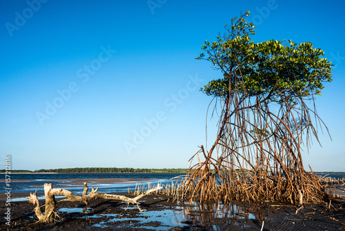 Mangroves on the river Rio Preguica, Maranhao, northern Brazil photo