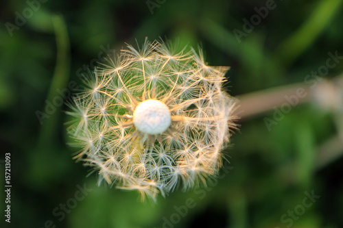 Blowball photo